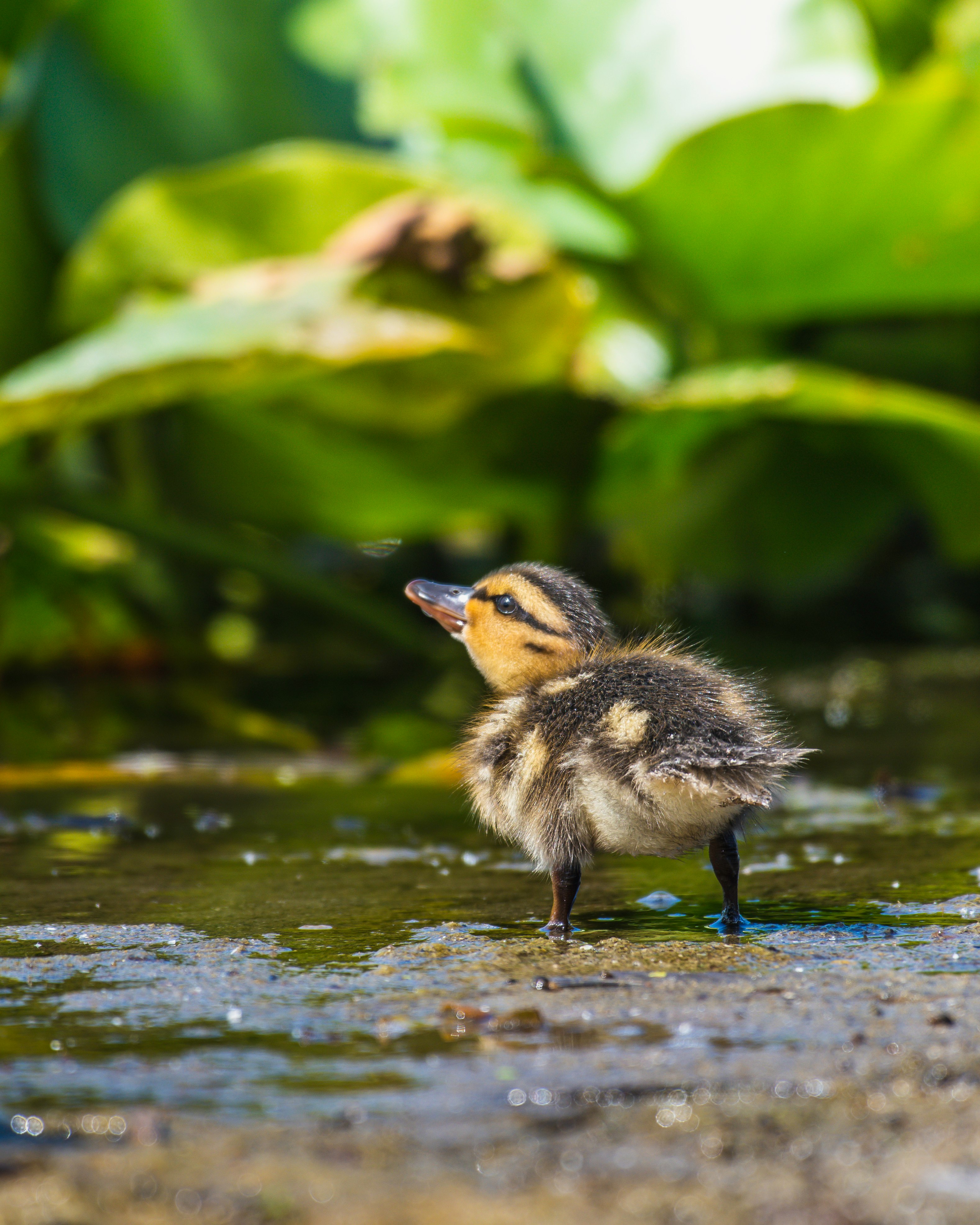 brown and black duckling on water